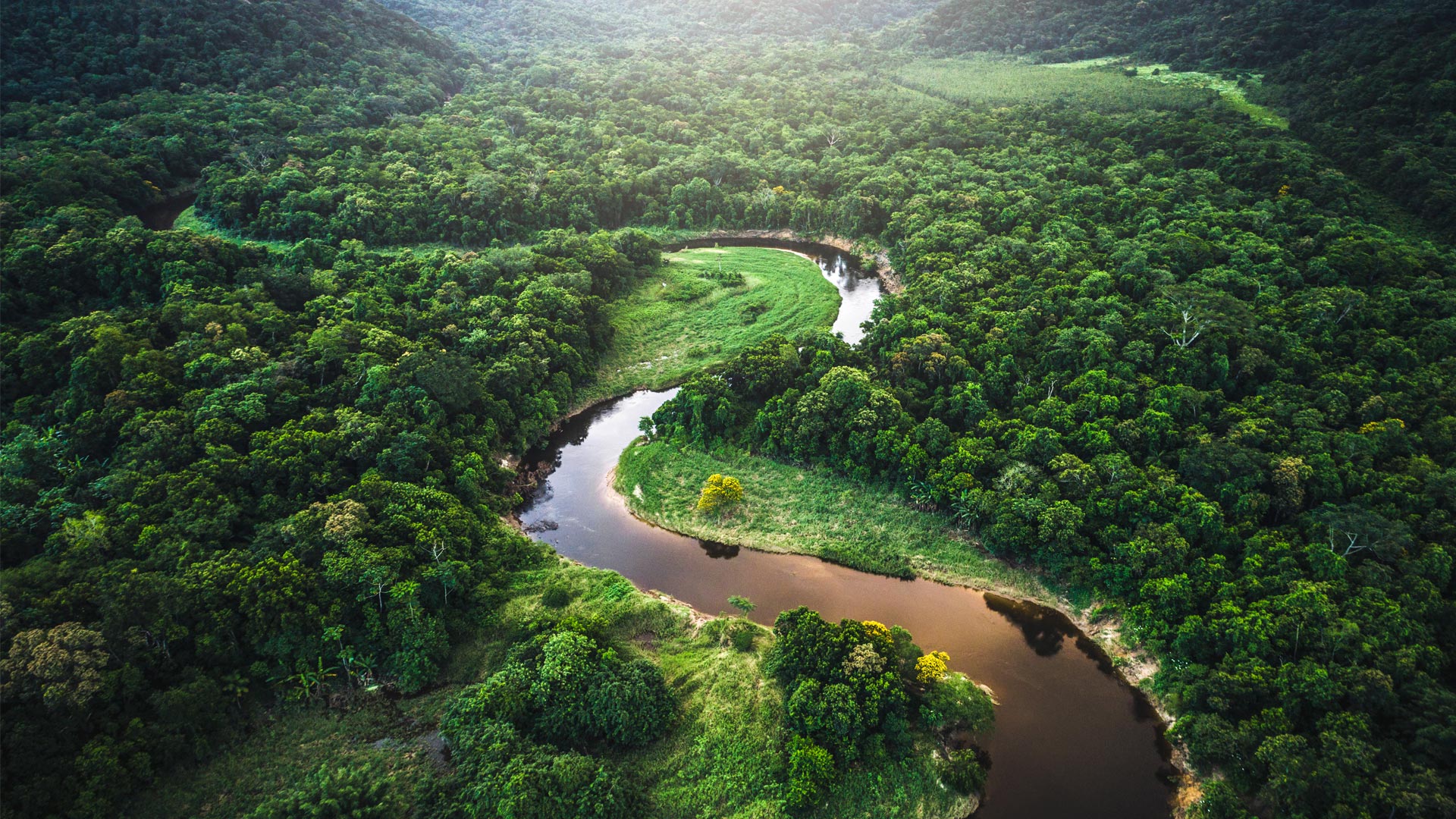 An image of the Amazon River and jungle