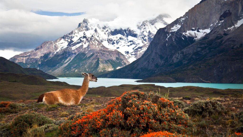 An image of a Guanaco at Torre del paine