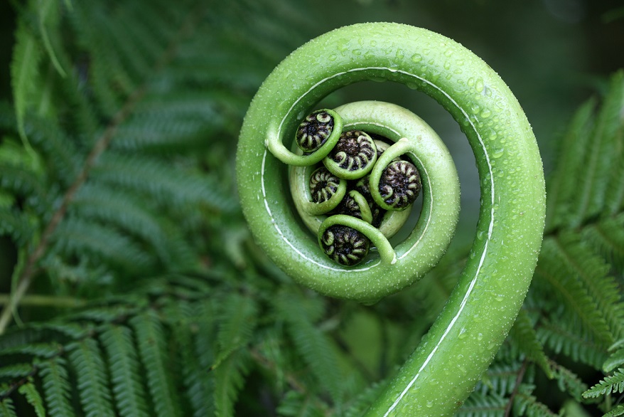 New tree fern frond, Koru symbol.