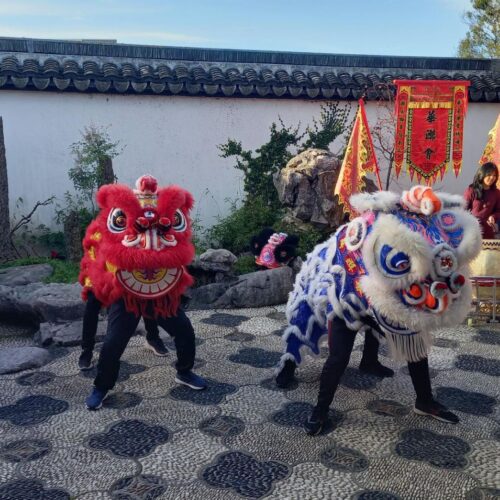 An image of a lion dance on the 2023 North Asia Study Tour